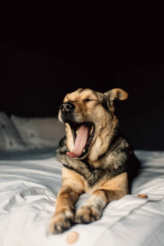 adult german shepherd mix dog yawning