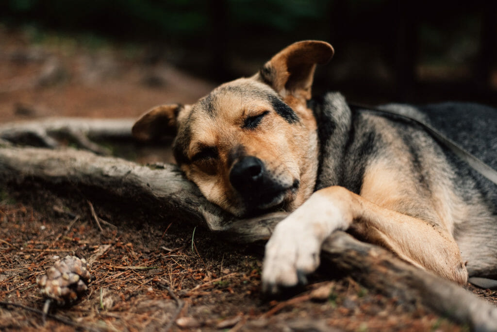 dog cuddles tree roots during nap camping