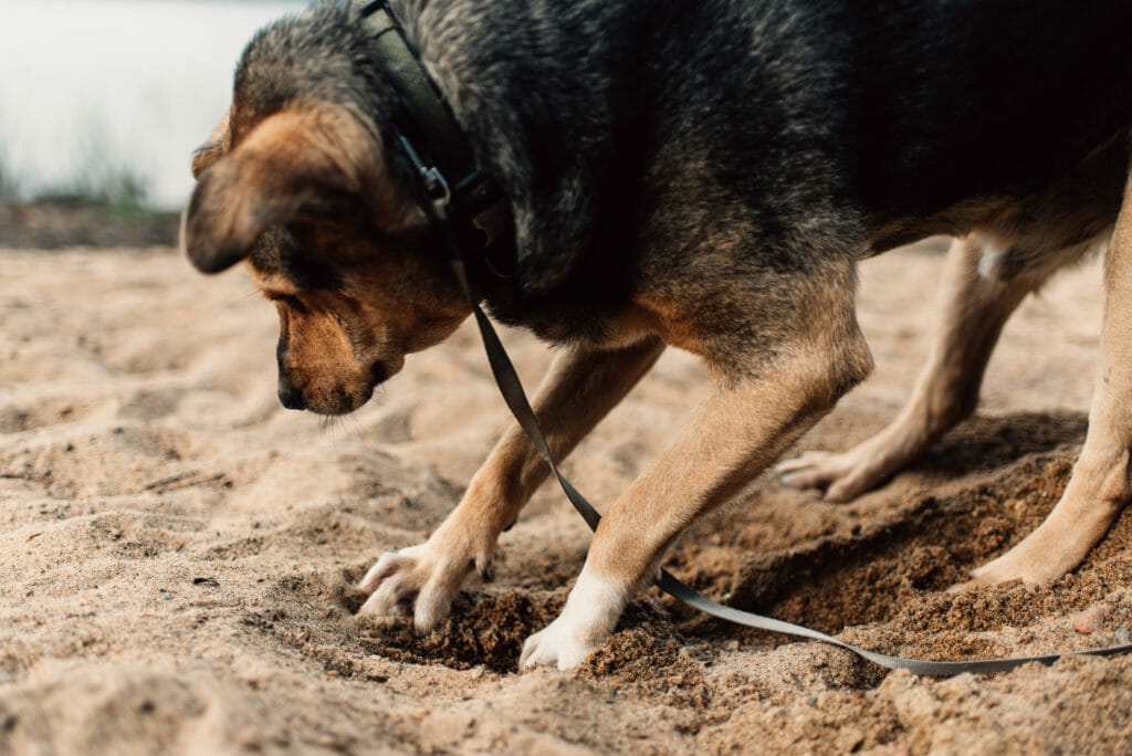 dog digs a bed in the sand