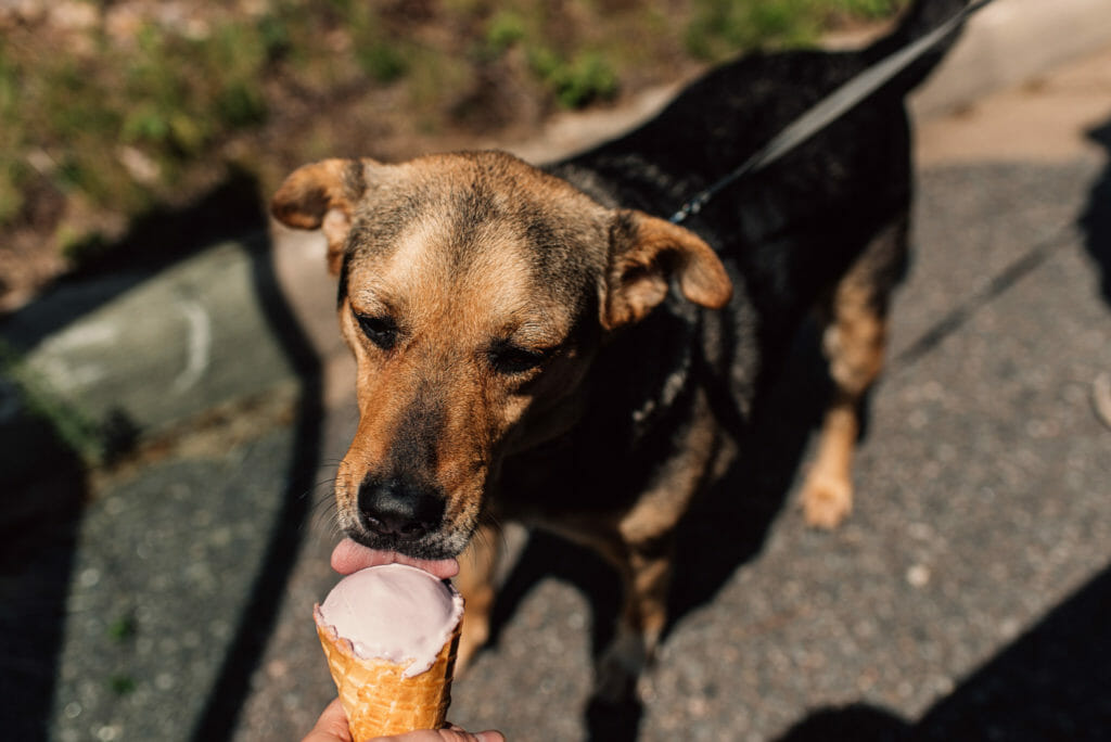 dog trying ice cream for the first time