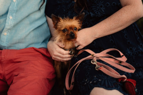 bring your dog to your engagement photography session